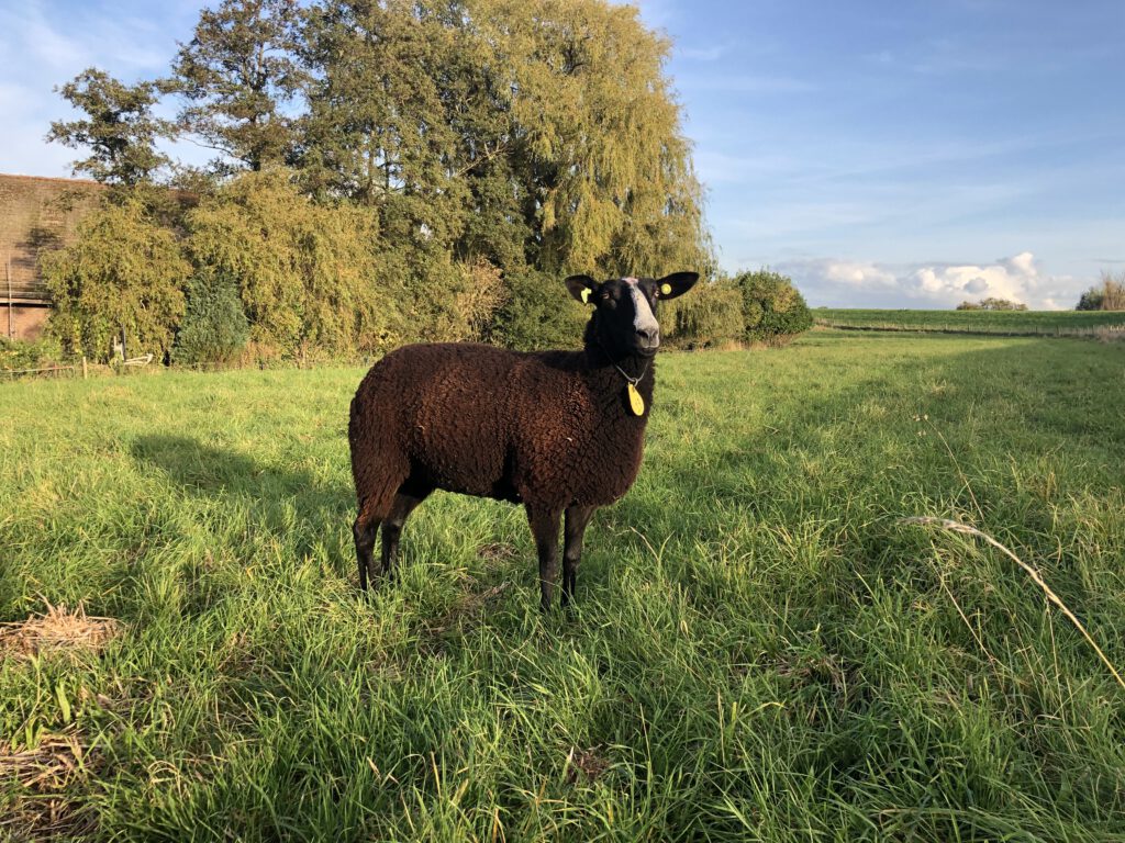 Zwartbles trots in weiland